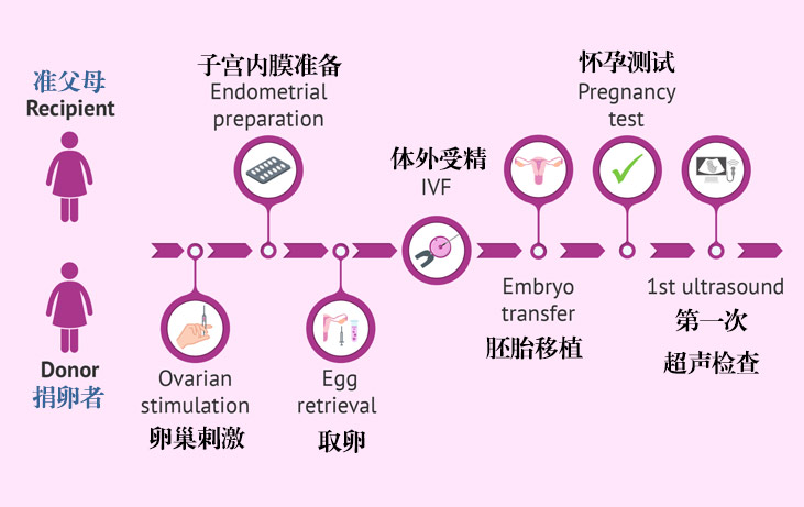 egg-donor-about3.jpg